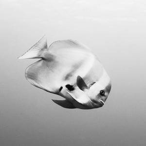 Bat Fish