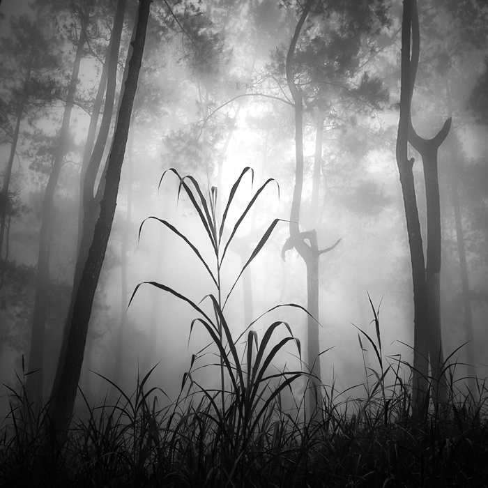 Deep Forest