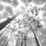 Forest by Hengki24