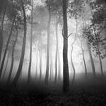 Tropical Forest by Hengki24