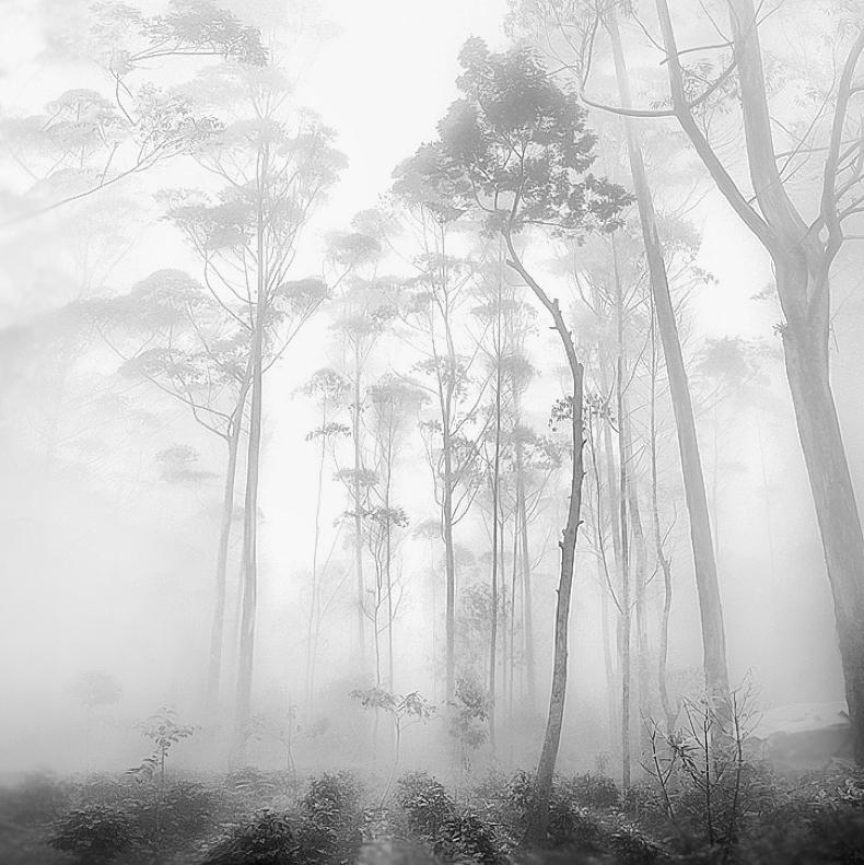 Plantation by Hengki24