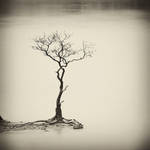 Sparse tree by Hengki24