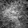 Anemone