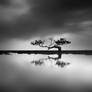 Mangrove - The Tree of Hope
