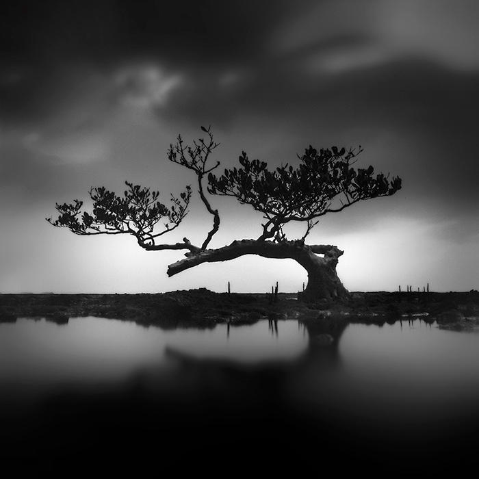 Mangrove - Tree of Life by Hengki24