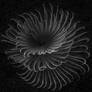 Feather
