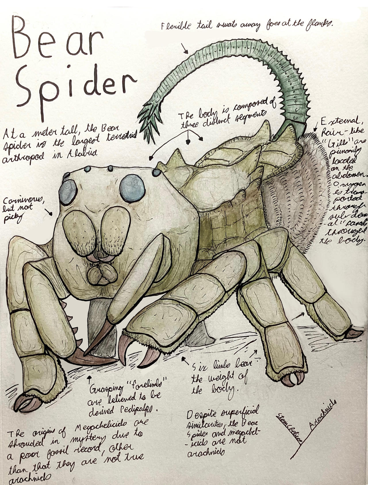 Deviantart Spider Avatar Bear Spiders by TheAntiAzdarcho on DeviantArt