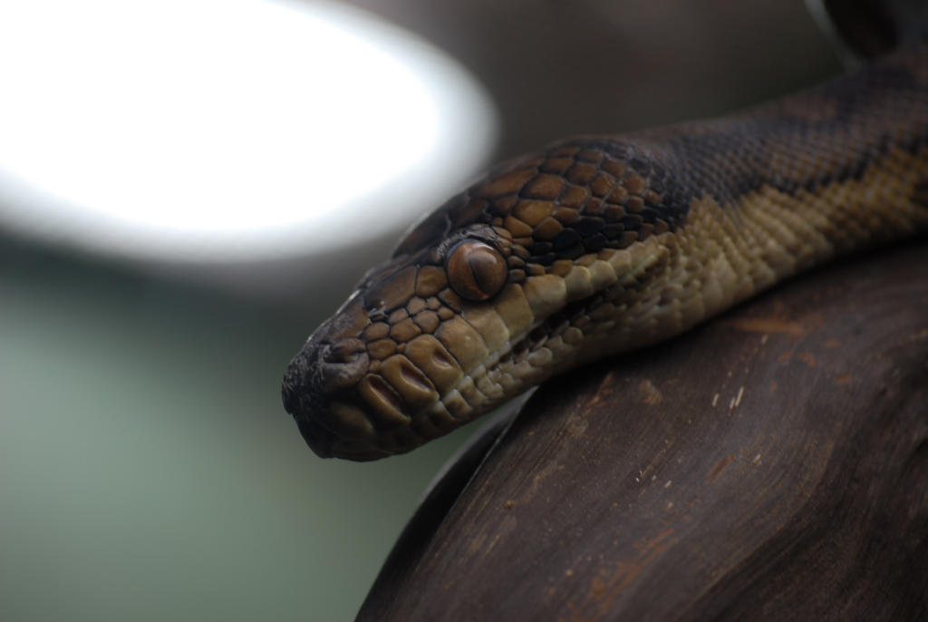 Halmahera Python by UnknownMission on DeviantArt