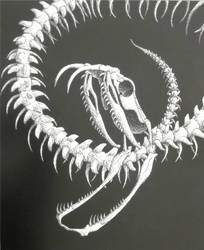 Snake Skeleton