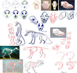 How to sketch canine skulls
