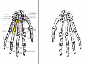 ANATOMY: THE HAND - BONES