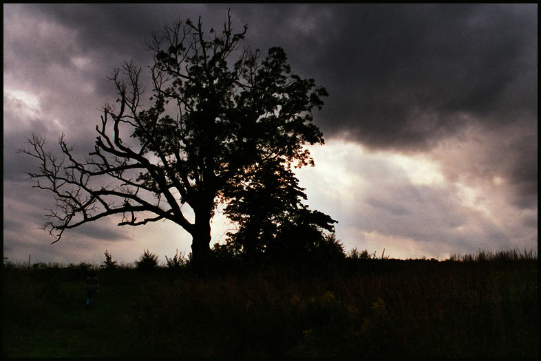 Devil's Tree