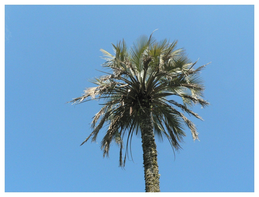 Palmera al sol