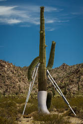 Crippled Cactus by BigRedCurlyGuy