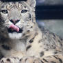 Snow Leopard I