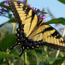 Tiger Swallowtail stock