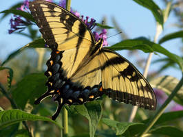 Tiger Swallowtail stock