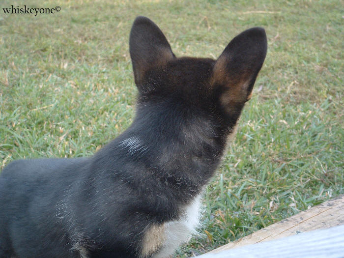 Zachy Chan by whiskeyone on DeviantArt