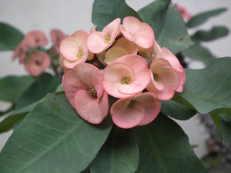 Euphorbia