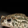 Hypno-Toad