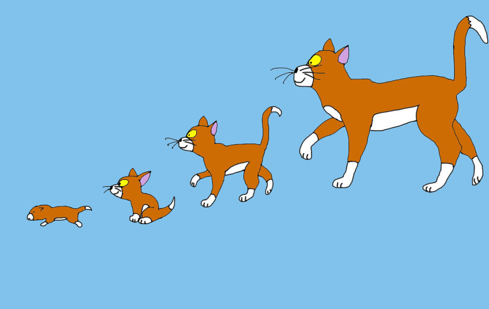 Wheel Cat Evolution Cat Evolution Fanart by andyrey38 on DeviantArt