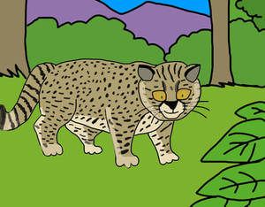 huina native chilean cat