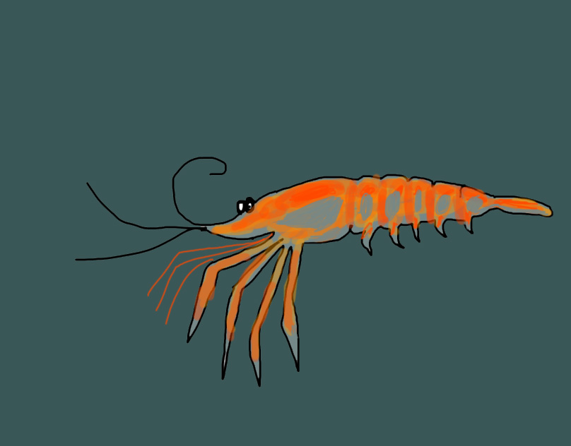 Krill by andyrey38 on DeviantArt