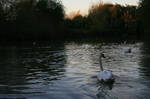 The Swans' Evening by SineadBH