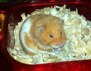 Butters the Hamster
