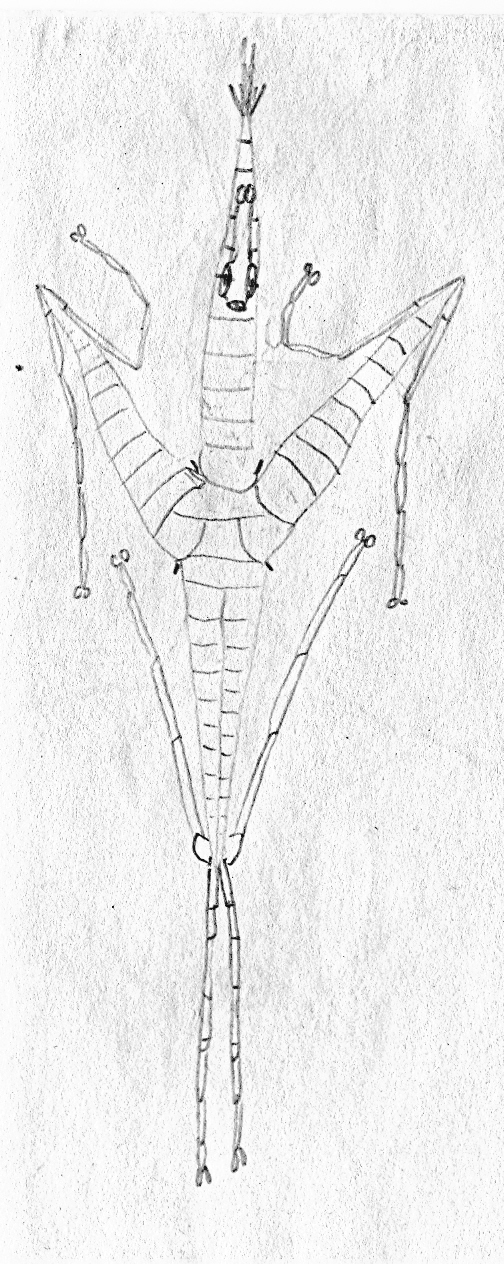 Alien Stick Insect alien stick insect by souhjiro on DeviantArt