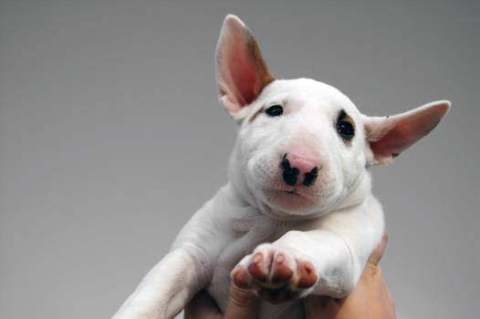 bullterrier puppy