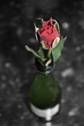 A Rose From My Love