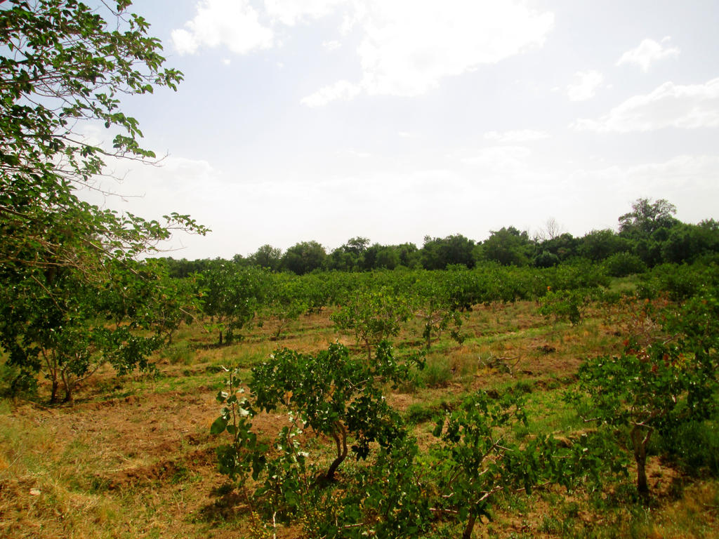 Pistachio Farm