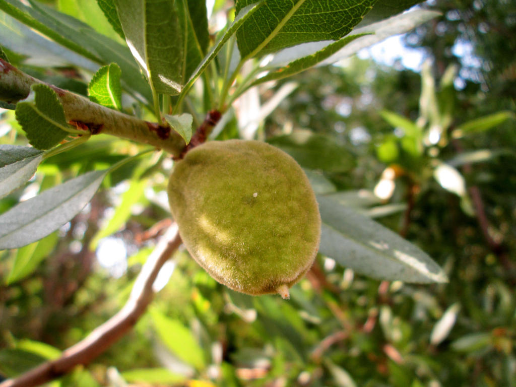 Almond by zohreh1991