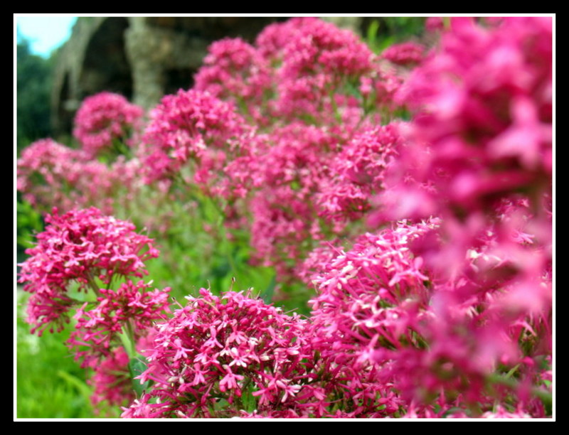 Ruin Flowers