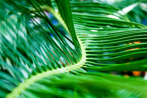 Sago Palm