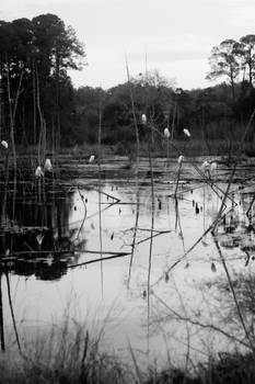 Florida Egrets