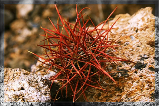 Red-Alien-Flower-Thing ???