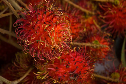 Rambutan Beauty