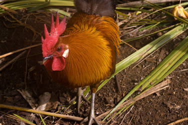 Kauai Rooster