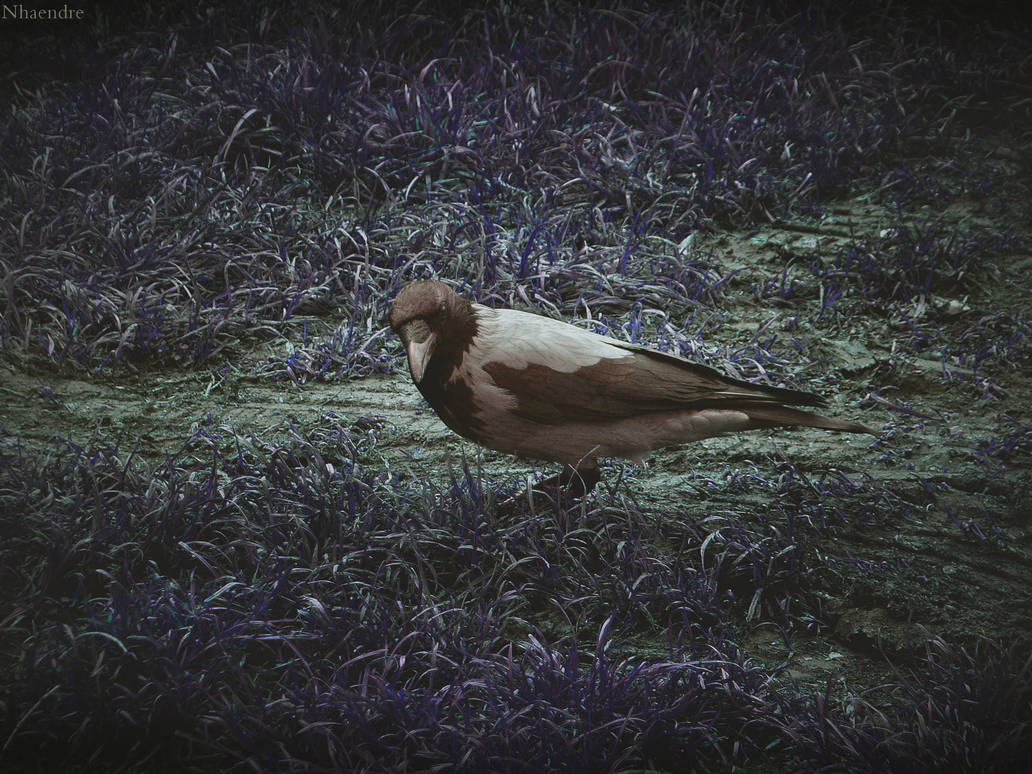 Skinless Raven Just a raven by Nemesis-V on DeviantArt