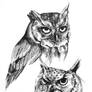 Owls