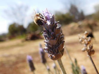 Bee on Lavender