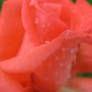 rose closeup