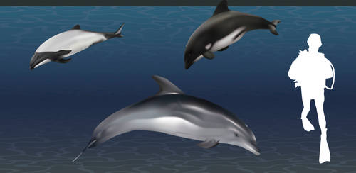 Chilean dolphins