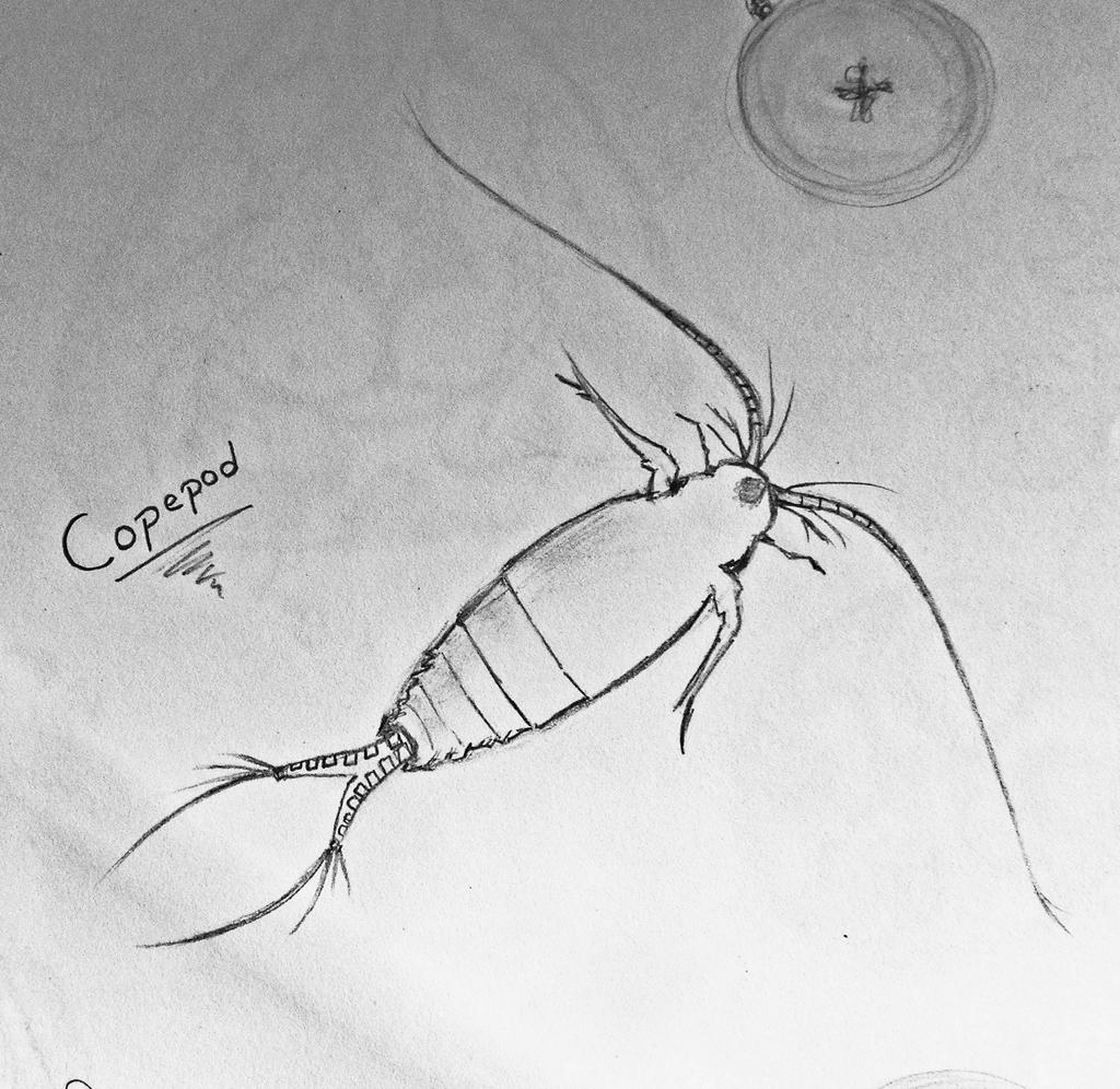 Copopode Copepod by Wmskp12 on DeviantArt