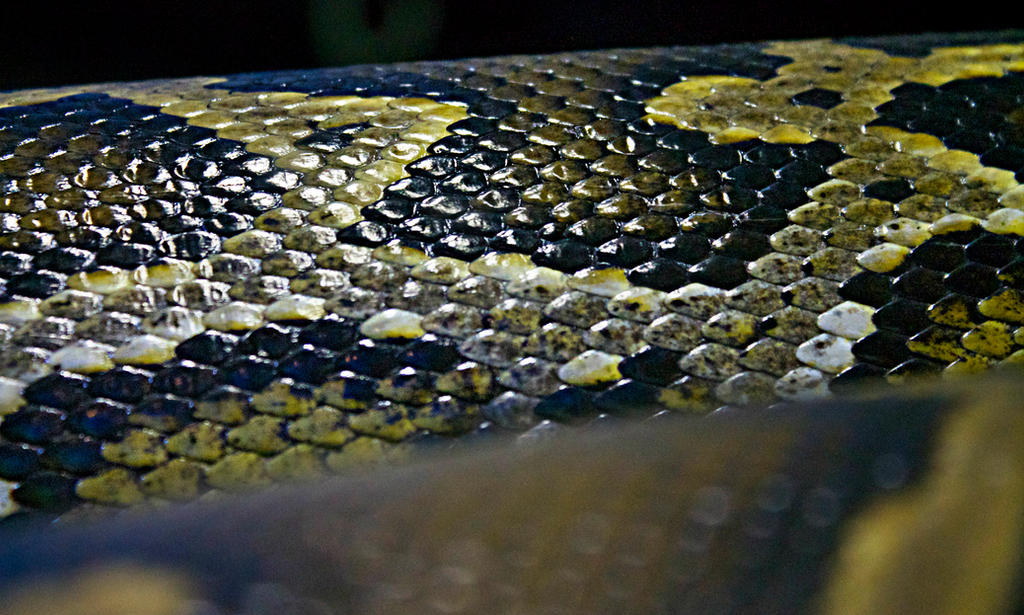 One Snake Scale The scales of a snake 01 by Chiichiichan94 on DeviantArt