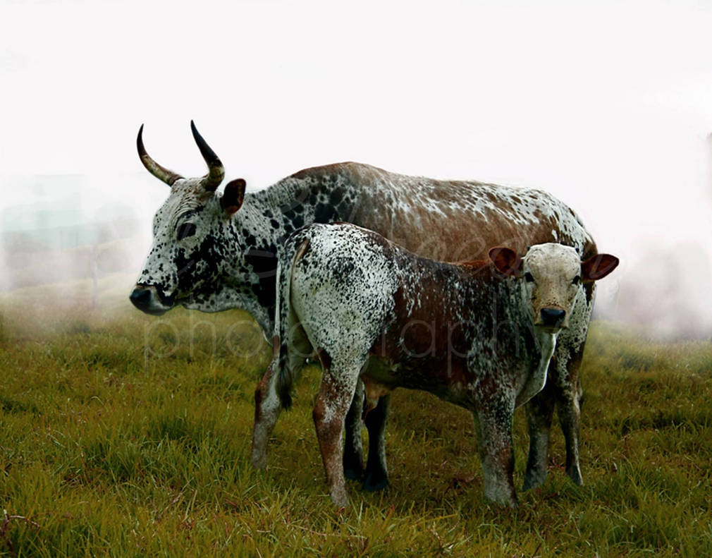 Nguni 1004 By Edschroeder On Deviantart Nguni 1004 By Edschroeder On Deviantart