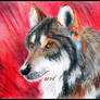 MexicanWolf