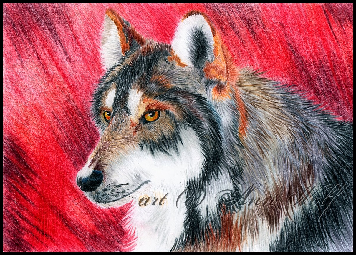 MexicanWolf